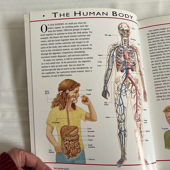 The Incredible Journey Through The Human Body by Nicholas Harris BOOK - Picture 9 of 13